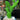 PALAIS ROYAL - Scultura Fichiallegri Verde Cod. 37778