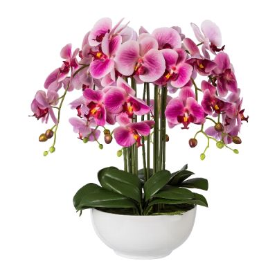 Orchidea Phalenopsis Fuchsia Cod. 1019035-05