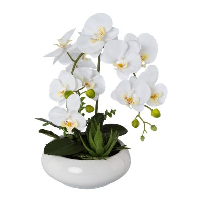 Orchidea Phalenopsis Bianca Cod. 1020003-40