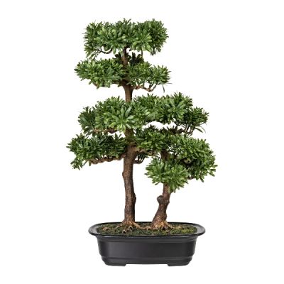 Bonsai Podocarpus 45cm Cod. 1719100-50