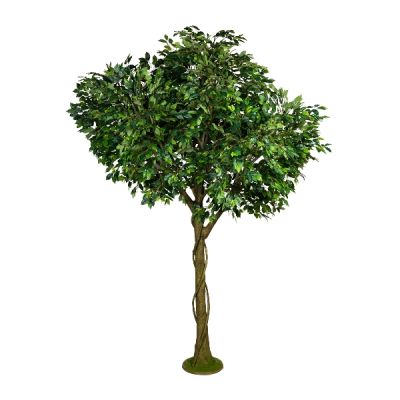 Ficus Bejamin 300Cm Cod. 3319015-50
