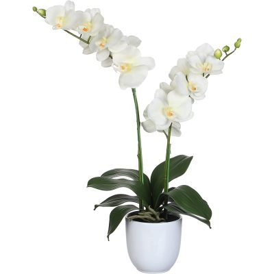 Orchidea Phalenopsis Bianca Cod. 950161
