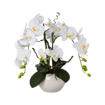 Orchidea Phalenopsis Bianca Cod. 1020000-40