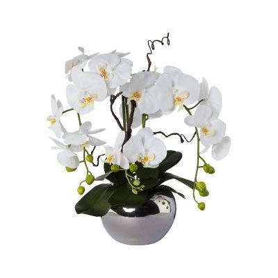 Orchidea Phalenopsis Bianca Cod. 1020001-40