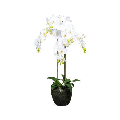 Orchidea Phalenopsis Bianca Cod. 104205-40