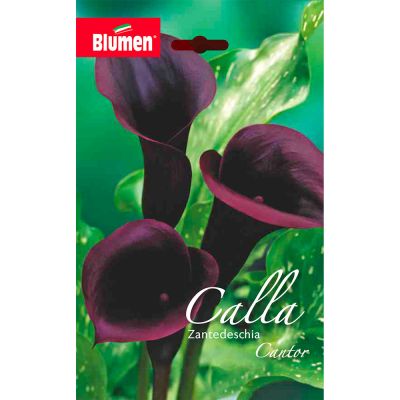 Blumen - Bulbi Zantedeschia Cantor Cod. 15586