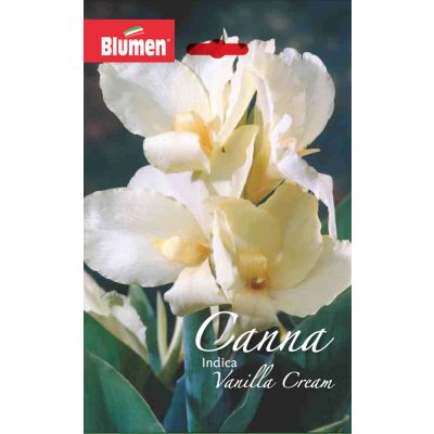Blumen - Bulbi Canna Indica Vanilla Cream Cod.15786