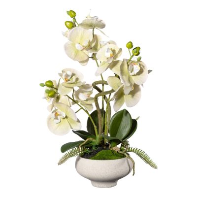 Orchidea Phalenopsis Crema Cod. 1722301-50