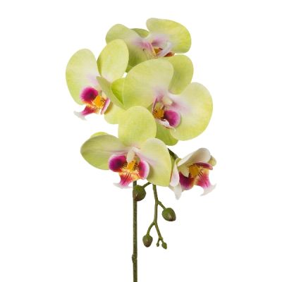 Ramo Orchidea Phalenopsis 45cm Cod. 3020075-64