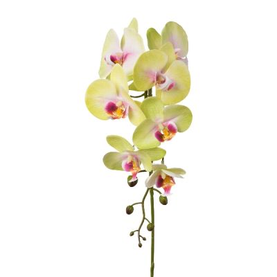 Ramo Orchidea Phalenopsis 86cm Cod. 3020076-64