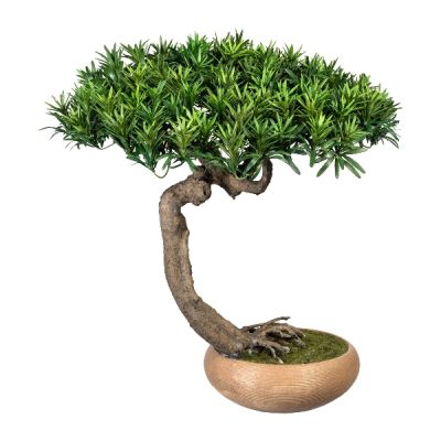 Bonsai Podocarpus 60cm Cod.3320462-50