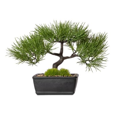 Bonsai Picea 30cm Cod. 3322091-50