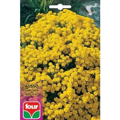 FOUR - seme da fiore - alisso giallo nano