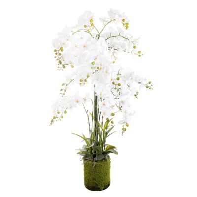 Orchidea Phalenopsis Bianca Cod. A27354
