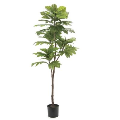 Artocarpus 178cm Cod. B6077
