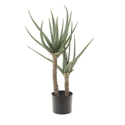 Aloe Verde 85cm Cod. B6744