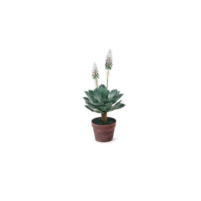 BRUCO - Pianta Aloe fiorita in vaso 64cm Verde Cod. B7650