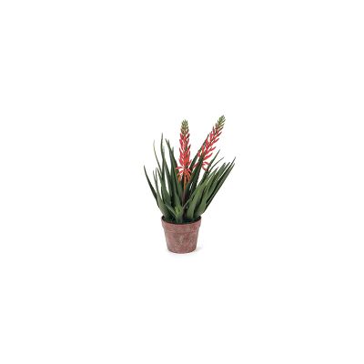 BRUCO - Pianta Aloe fiorita in vaso 55cm Rosso  Cod. B7651