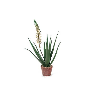 BRUCO - Pianta Aloe fiorita in vaso 84cm Bianco Cod. B7652