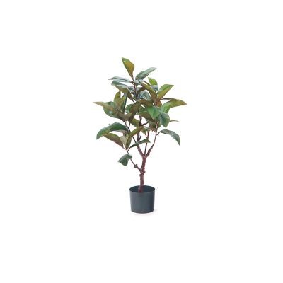 BRUCO - Pianta Magnolia 90cm Cod. B7670