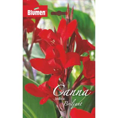 Blumen - Bulbi Canna Indica Briljant Cod.15590