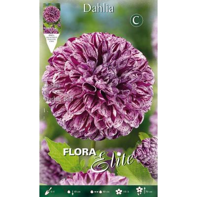 Flora Elite - Bulbi Dalia Marble Ball 