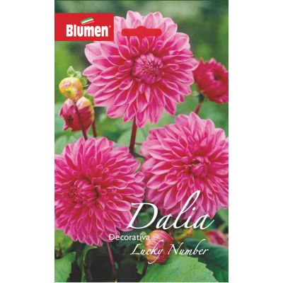 Blumen - Bulbi Dalia Lucky Number  Cod. 15647