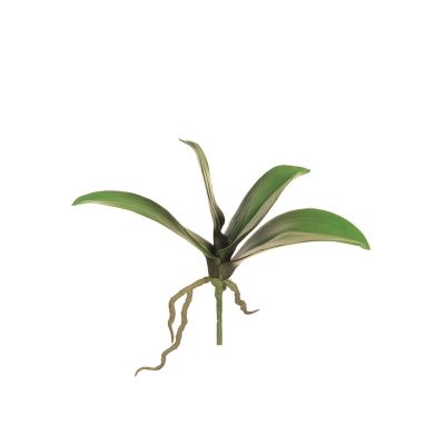 Foglie Phalaenopsis con radici 25cm Cod. F2254