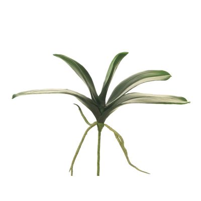Foglie Phalaenopsis con radici 30cm Cod. F2255
