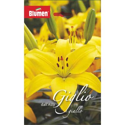 Blumen - Bulbi Giglio Dell'asia Giallo Cod. 15659