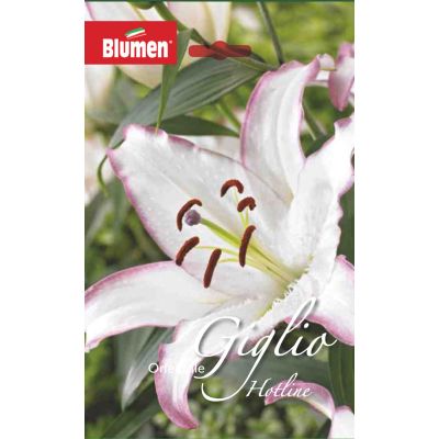 Blumen - Bulbi Giglio Orientale Hotline  Cod. 15768