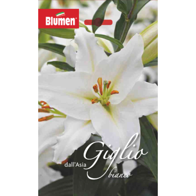 Bulbi Lilium Bianco 2pz Cod.15661
