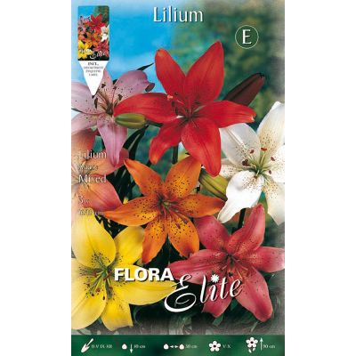 Bulbi Lilium Colori Mix Cod.15045