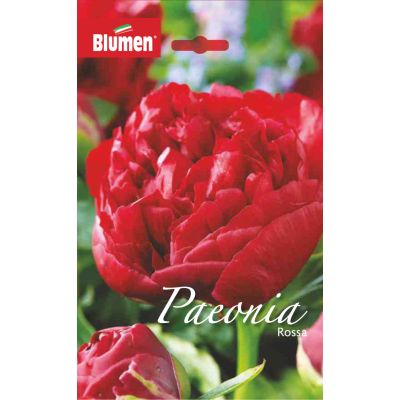 Blumen - Bulbi Paeonia Rossa Cod. 15670