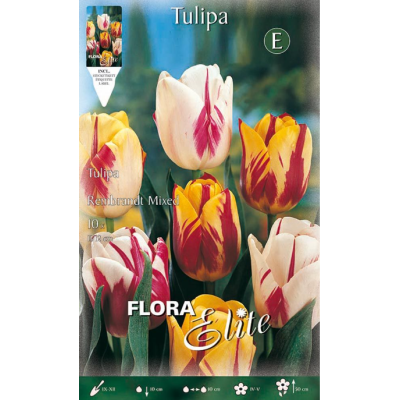 Flora Elite - Bulbi Tulipani Rembrandt 10 pezzi Cod. 269509