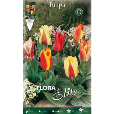 Flora Elite - Bulbi Tulipani Greigii 10 pezzi Cod. 270208