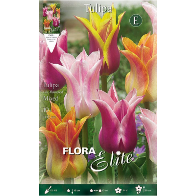 Flora Elite - Bulbi Tulipani Lily Flowering 10 pezzi Cod. 267406