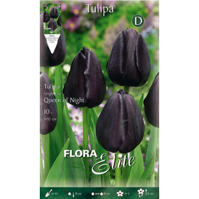 Flora Elite - Bulbi Tulipani Queen Of Night 10 pezzi Cod. 246401