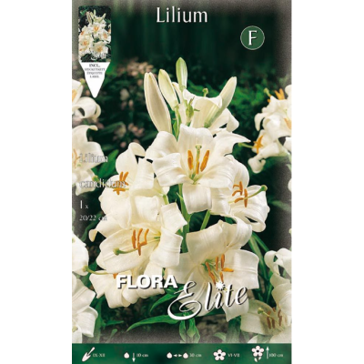 Flora Elite - Bulbi Lilium Candidum 1 pezzo Cod. 474606