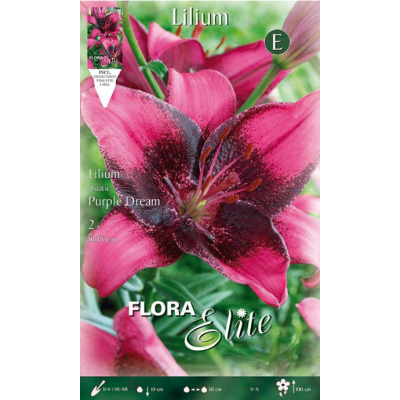 Flora Elite - Bulbi Lilium Purple Dream 2 pezzi Cod. 814457