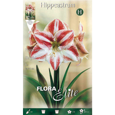 Flora Elite - Bulbi Amaryllis Hippeastrum Striato 1 pezzi Cod. 13180