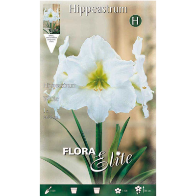 Flora Elite - Bulbi Hippeastrum Bianco Cod.13183