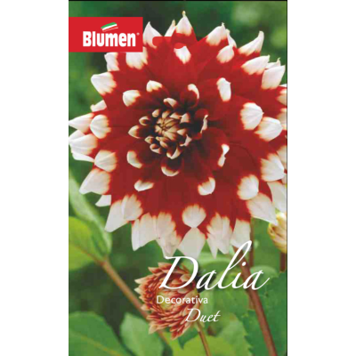 Blumen - Bulbi Dalia Duet Cod. 15715