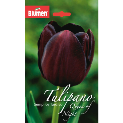 Blumen - Bulbi Tulipano Queen Of Night Cod. 13139