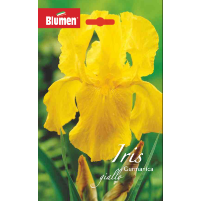 Blumen - Bulbi Iris Germanica Gialla Cod. 15756