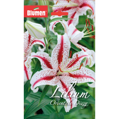 Flora Elite - Bulbi Lilium Oriental Dizzy 2 pezzi Cod. 13307