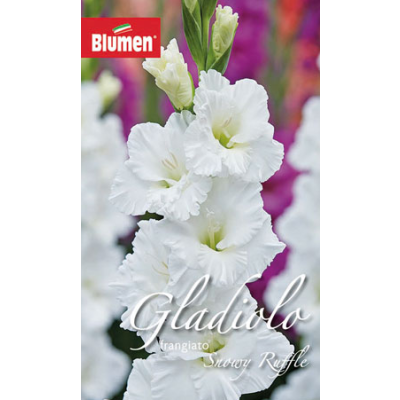 Blumen - Bulbi Gladiolo Snowy Ruffle Cod. 15771