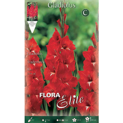 Flora Elite - Bulbi Gladiolo Traderhorn