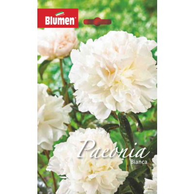 Blumen - Bulbi Peonia Bianca Cod. 15671