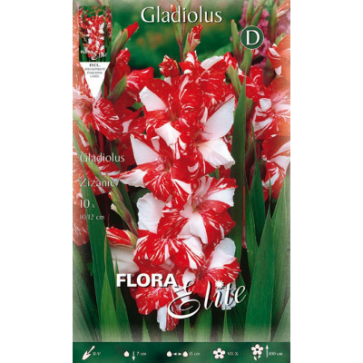 Flora Elite - Bulbi Gladiolo Zizanie 10pz